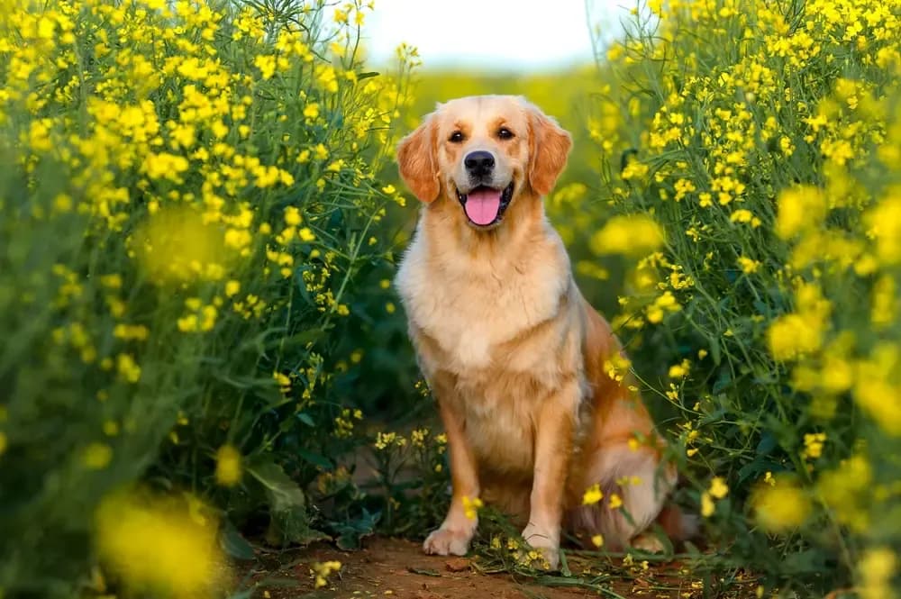Pet transformations into magical companions